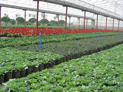 無土栽培育苗專用基質(zhì) 讓水果種植更高效、更健康